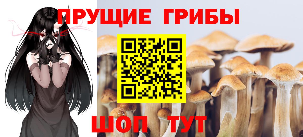 Псилоцибиновые грибы Psilocybine cubensis Лесной